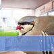 Illustration for article titled I Want Its Plumage, I Want Its Suspense, My Game of the Year Could Be a Bird Romance
